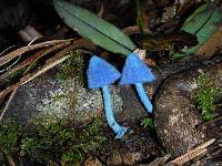Entoloma hochstetteri image