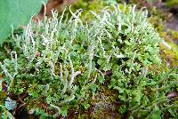 Cladonia coniocraea image