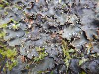 Peltigera elisabethae image