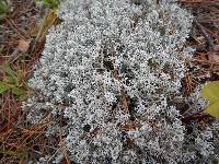 Cladonia rangiferina image