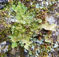 Lobaria pulmonaria image