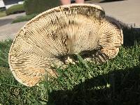 Chlorophyllum molybdites image