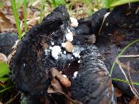 Asterophora lycoperdoides image