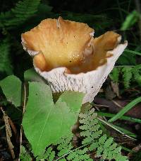 Gomphus floccosus image