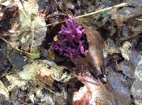 Clavaria zollingeri image