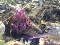 Clavaria zollingeri image