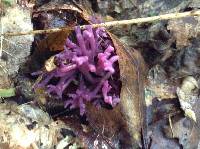 Clavaria zollingeri image