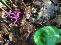 Clavaria zollingeri image