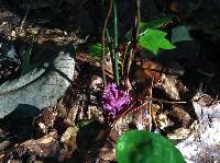 Clavaria zollingeri image