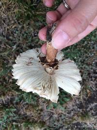 Chlorophyllum molybdites image