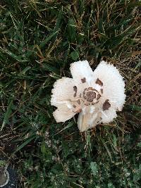 Chlorophyllum molybdites image