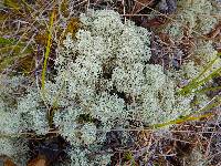 Cladonia stellaris image