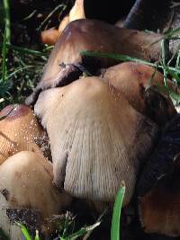 Coprinellus micaceus image