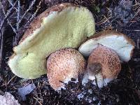 Boletus fibrillosus image