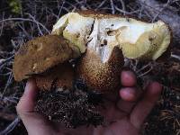 Boletus fibrillosus image