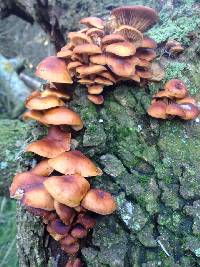 Flammulina velutipes image