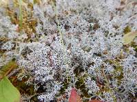 Cladonia rangiferina image