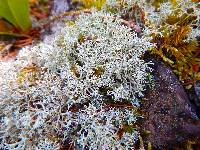 Cladonia mitis image