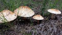 Amanita rubescens image