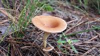 Clitocybe gibba image