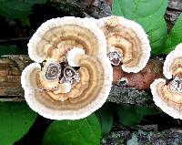 Trametes versicolor image