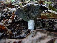 Lactarius indigo image