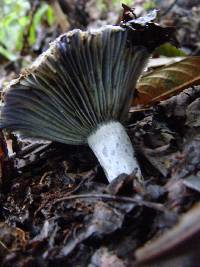 Lactarius indigo image