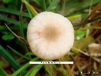 Rickenella swartzii image
