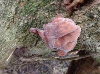 Auricularia auricula-judae image