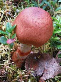 Cortinarius armillatus image