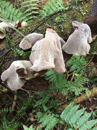 Auricularia cornea image