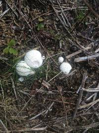 Lycoperdon perlatum image