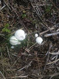 Lycoperdon perlatum image