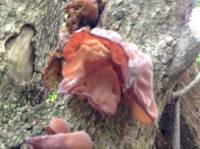 Auricularia auricula-judae image