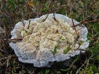 Hydnellum caeruleum image
