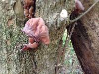 Auricularia auricula-judae image