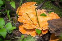 Laetiporus sulphureus image