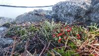 Cladonia cristatella image