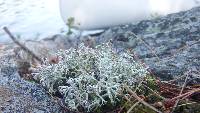 Cladonia mitis image