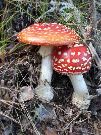 Amanita muscaria image