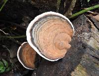 Ganoderma applanatum image