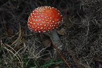 Amanita muscaria image