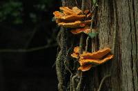 Laetiporus sulphureus image