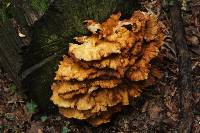 Laetiporus sulphureus image