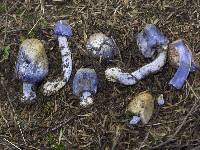 Cortinarius coneae image