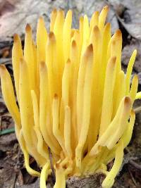 Clavulinopsis fusiformis image