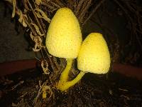 Leucocoprinus birnbaumii image