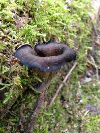 Craterellus cornucopioides image