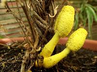 Leucocoprinus birnbaumii image