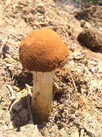 Battarrea phalloides image